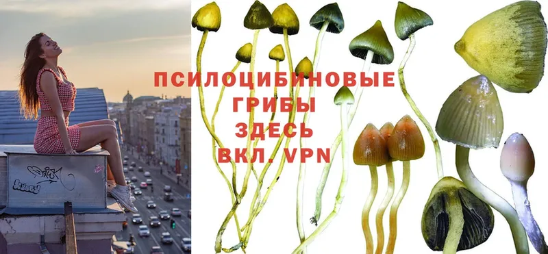 ссылка на мегу ссылка  дарнет шоп  Владикавказ  Псилоцибиновые грибы Cubensis 